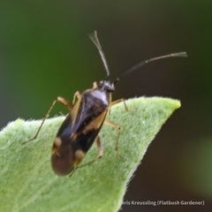 Plagiognathus obscurus