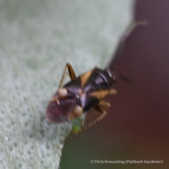 Plagiognathus obscurus