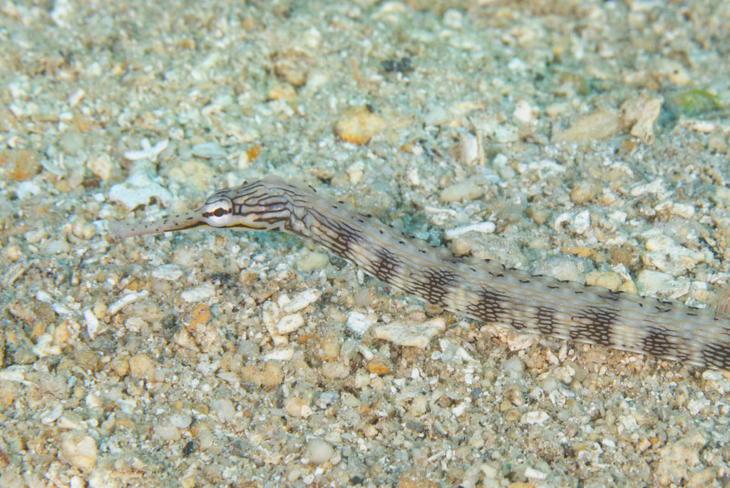 Banded Pipefish