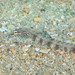 Messmate Pipefish - Photo (c) Mark Rosenstein, some rights reserved (CC BY-NC), uploaded by Mark Rosenstein