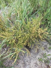 Rumex acetosella