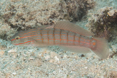 Amblygobius decussatus