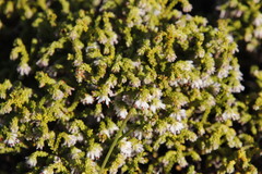Erica labialis
