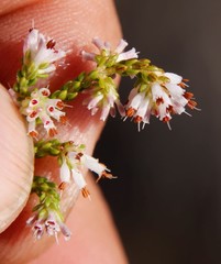 Erica labialis