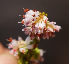 Erica labialis