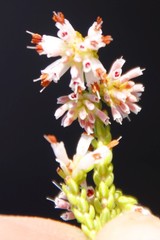 Erica labialis
