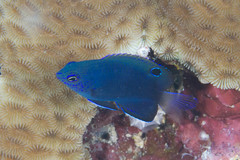 Pomacentrus burroughi