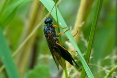 Sirex juvencus