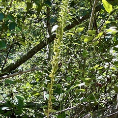 Platanthera unalascensis