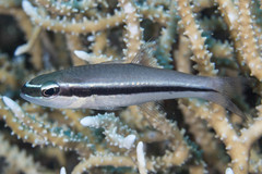 Cheilodipterus parazonatus