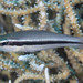 Mimic Cardinalfish - Photo (c) Mark Rosenstein, some rights reserved (CC BY-NC), uploaded by Mark Rosenstein