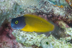 Ecsenius lividanalis