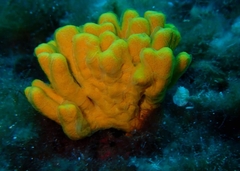 Axinella verrucosa