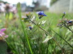 Veronica triphyllos