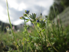 Veronica triphyllos
