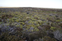 Erica labialis