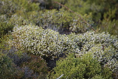 Erica labialis