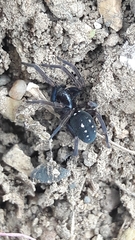 Nurscia albomaculata