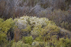 Erica labialis