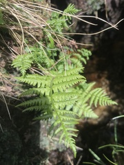 Phegopteris connectilis