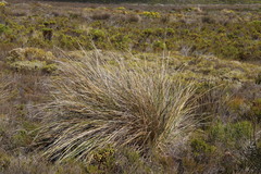Capeochloa cincta