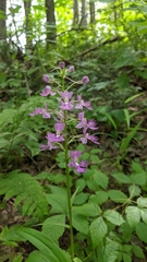 Platanthera shriveri