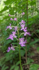 Platanthera shriveri