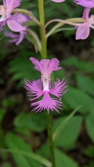 Platanthera shriveri