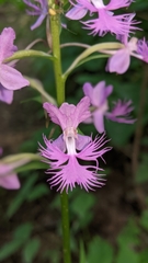 Platanthera shriveri