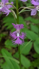 Platanthera shriveri