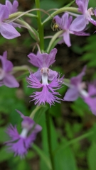 Platanthera shriveri