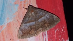 Buzara