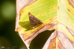 Apaturinae