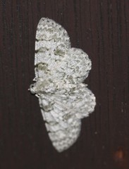 Dyscheralcis crimnodes