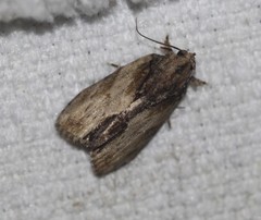 Etanna clopaea