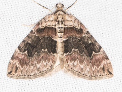 Dysstroma colvillei