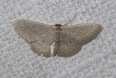 Scopula hypochra