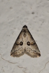 Zebeeba falsalis