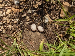 Phalaenoptilus nuttallii