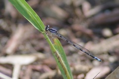 Enallagma laterale