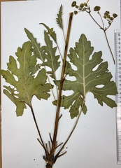 Silphium compositum compositum