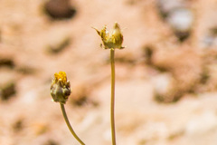 Thelesperma subnudum