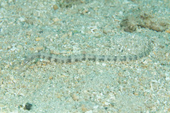 Corythoichthys intestinalis