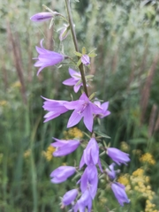 Campanula rapunculoides