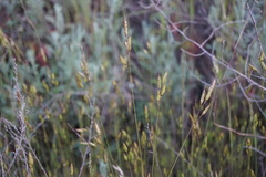 Bromus racemosus