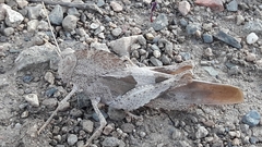 Pyrgodera armata