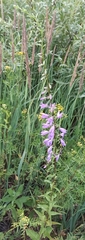 Campanula rapunculoides