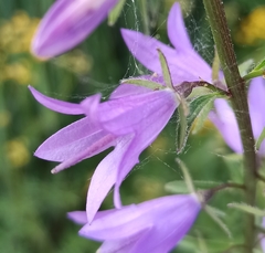 Campanula rapunculoides