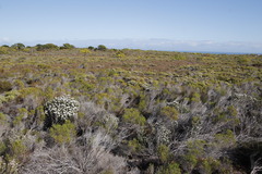 Erica labialis
