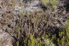 Thamnochortus fruticosus